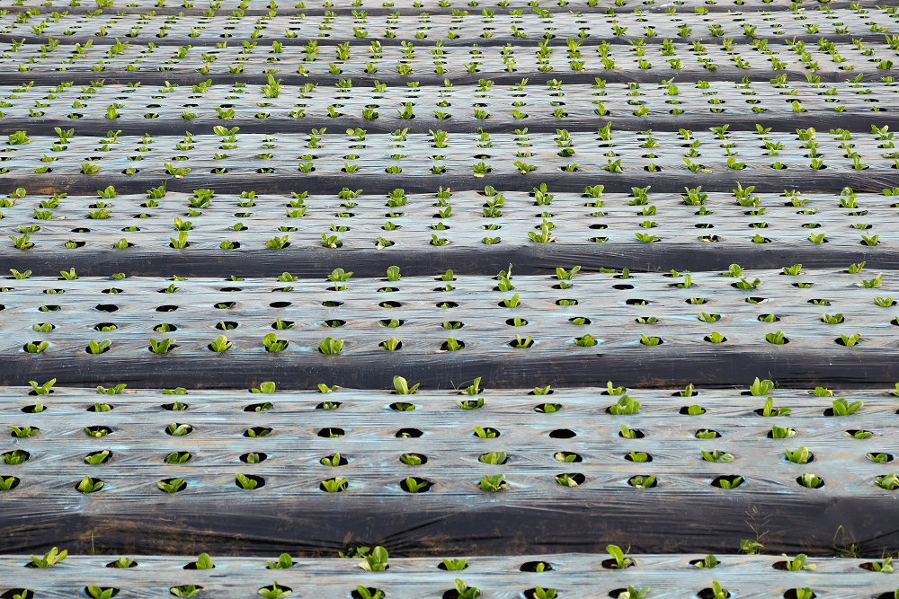 Recently planted crops in covered by mulching films